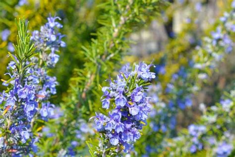 Are Rosemary Flowers Edible?